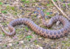 Vipera aspis hugyi