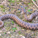 Vipera aspis hugyi