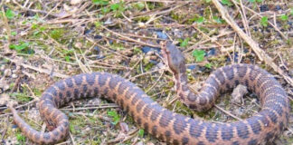 Vipera aspis hugyi