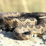 Vipera aspis hugyi salvata