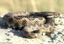 Vipera aspis hugyi salvata