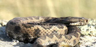 Vipera aspis hugyi salvata