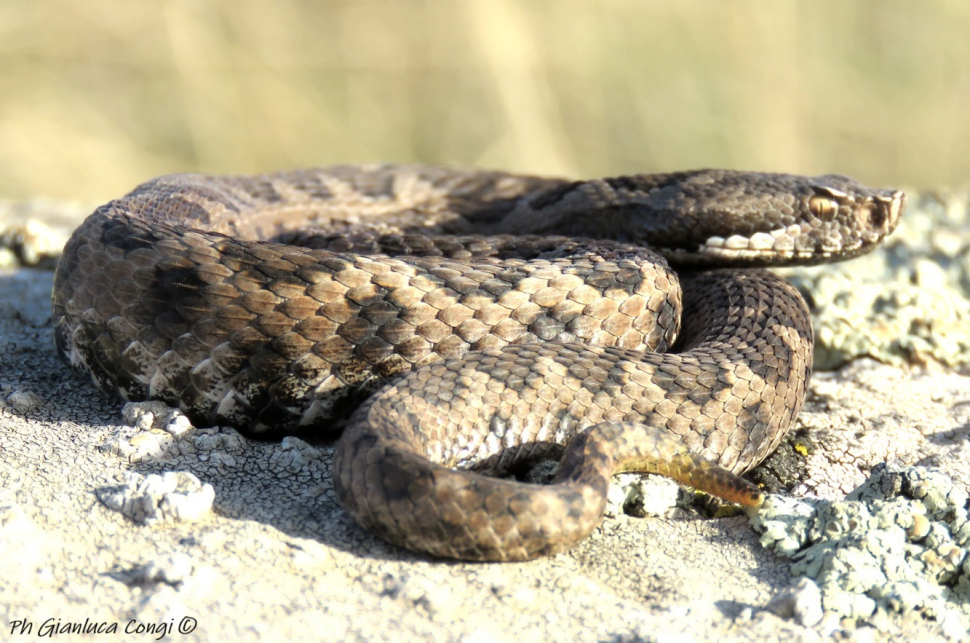 Vipera aspis hugyi salvata
