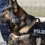 cane-poliziotto-