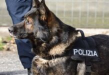 cane-poliziotto-