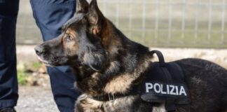 cane-poliziotto-