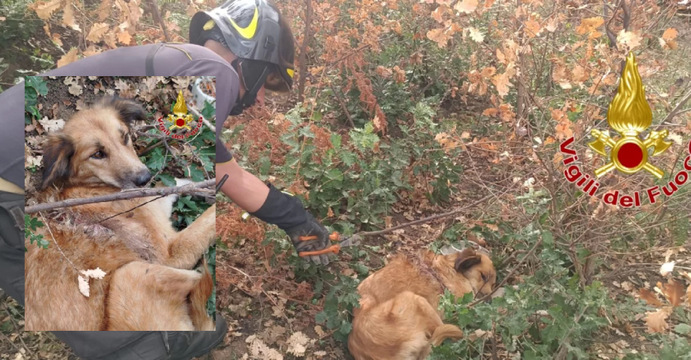 Un cucciolo si incastra in un cavo d’acciaio e resta ferito: cagnolino salvato dai Vigili del Fuoco 51 cane salvataggio crotone