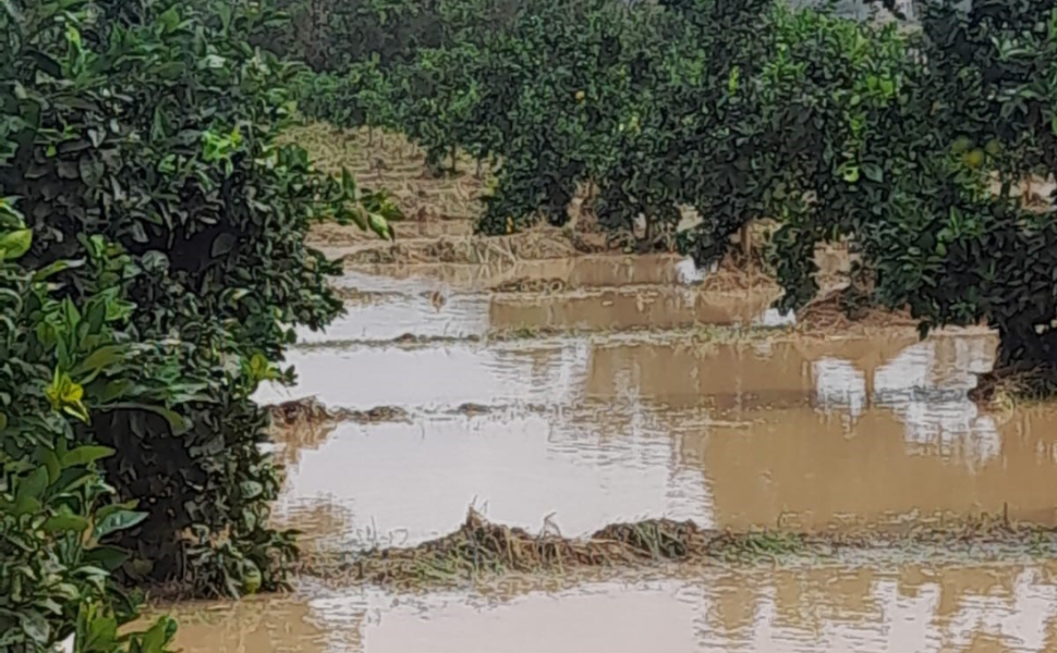 danni agricoltura nel lametino 1