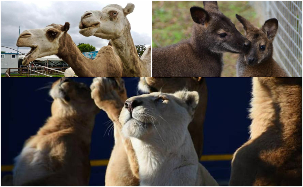 Danni ingenti dopo l'alluvione per lo "zoo da favola" di San Pietro a Maida, parte una raccolta fondi 53 la favola siamo noi zoo