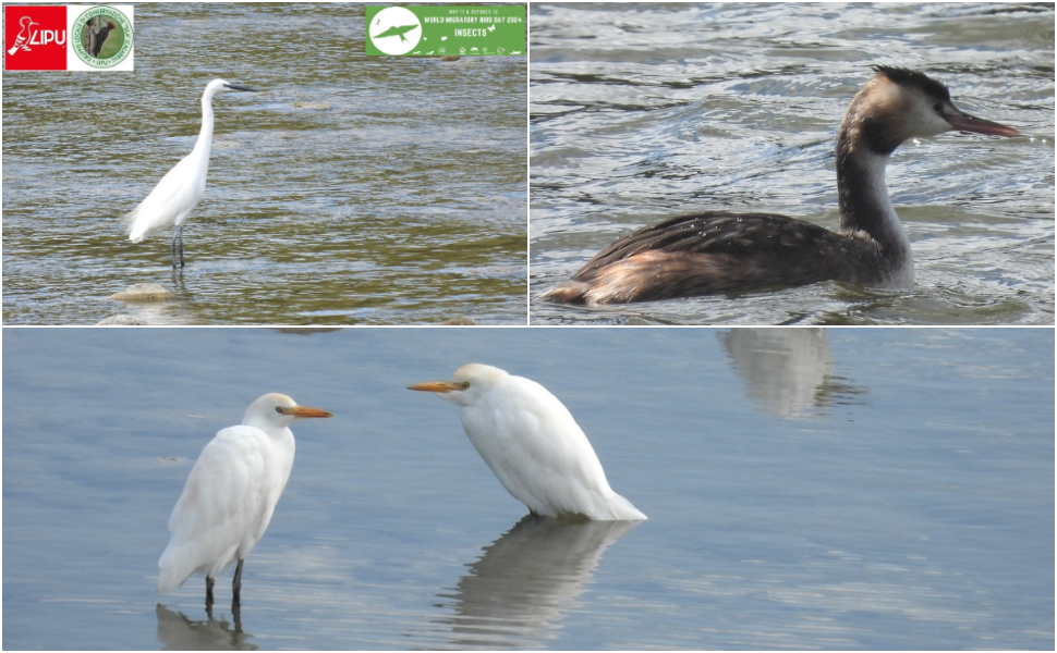 lipu migrazione uccelli 2024