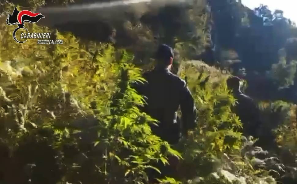 piantagione canapa plati careri