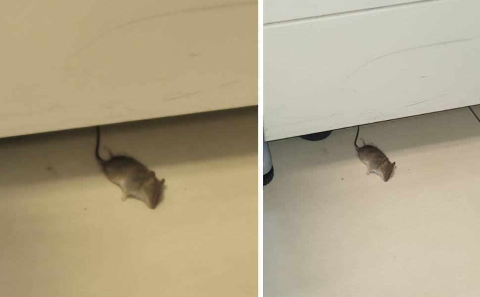 topo morto cittadella regionale