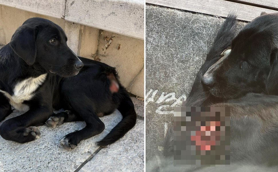 cane acri ferito petardi