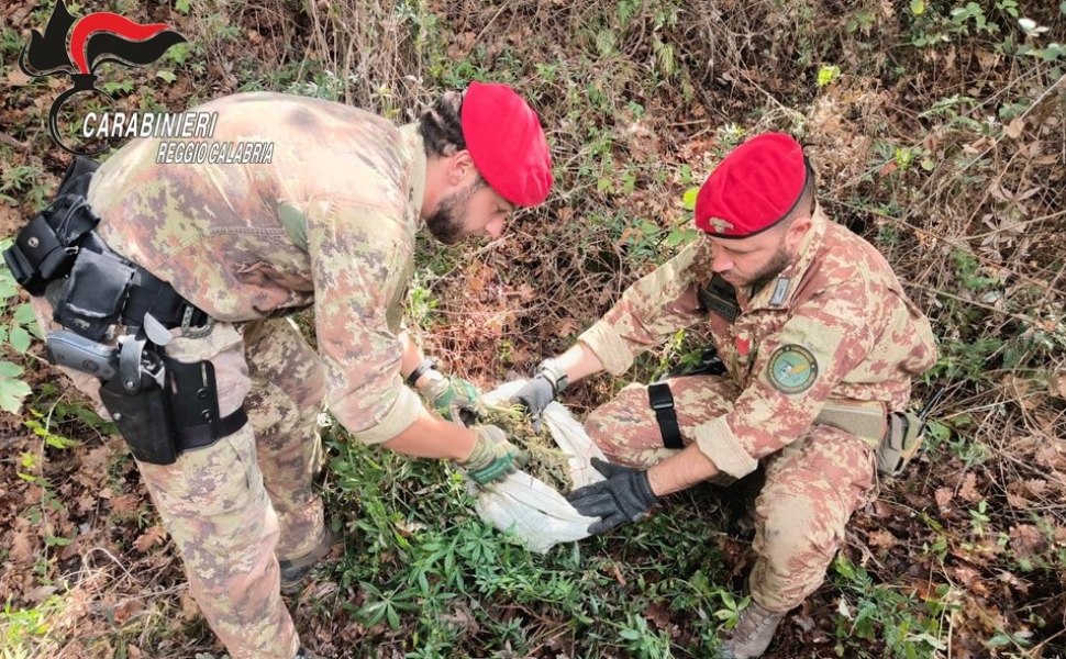 marijuana cacciatori