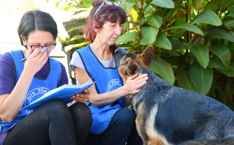 microchippatura rogliano 01