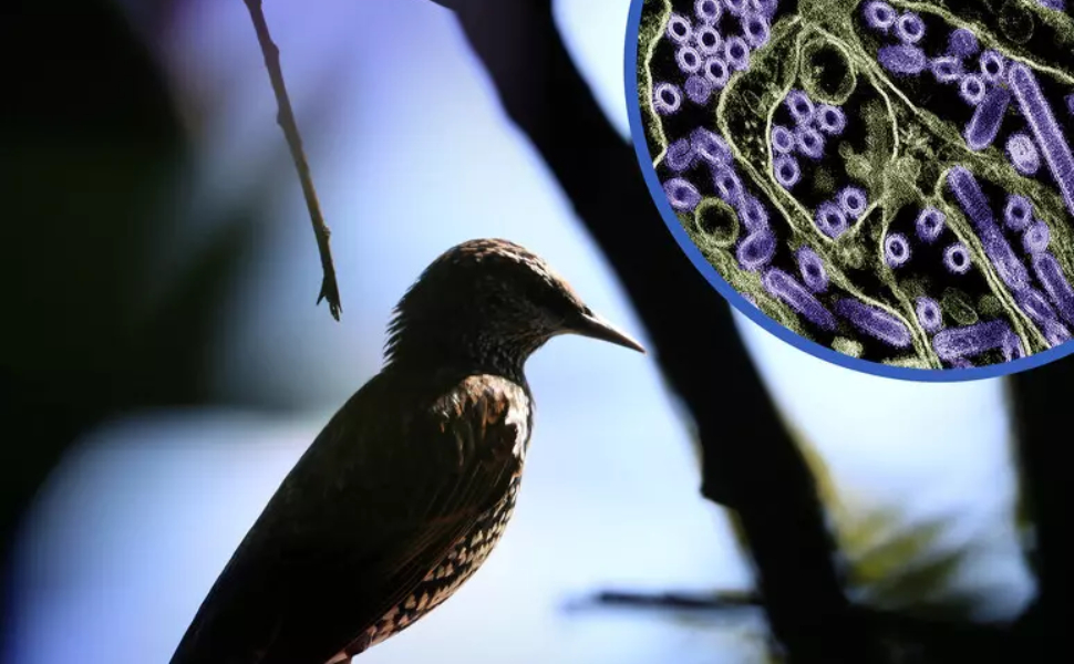 pandemia_virus_uccelli