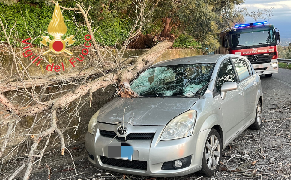 albero-cade-su-auto-gizzeria.