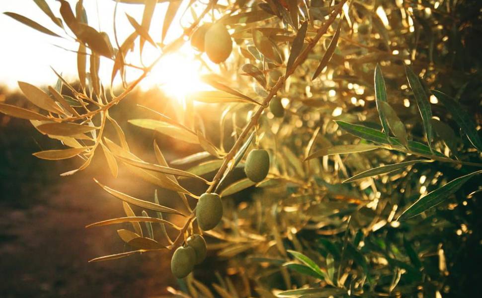 Tavernise presenta una proposta di legge «le 'Strade' dell'olio per valorizzare le bellezze della Calabria» 53 olive olio