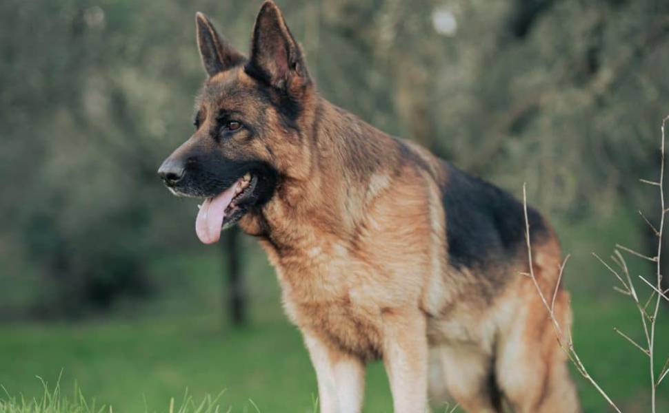 pastore tedesco generico