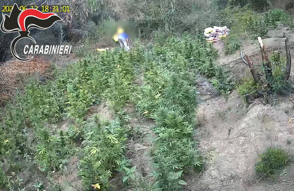 Piante marijuana Carabinieri