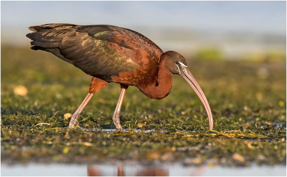 Il Mignattaio, tra gli uccelli a specie protetta: primo caso di svernamento in Calabria 51 mignattaio