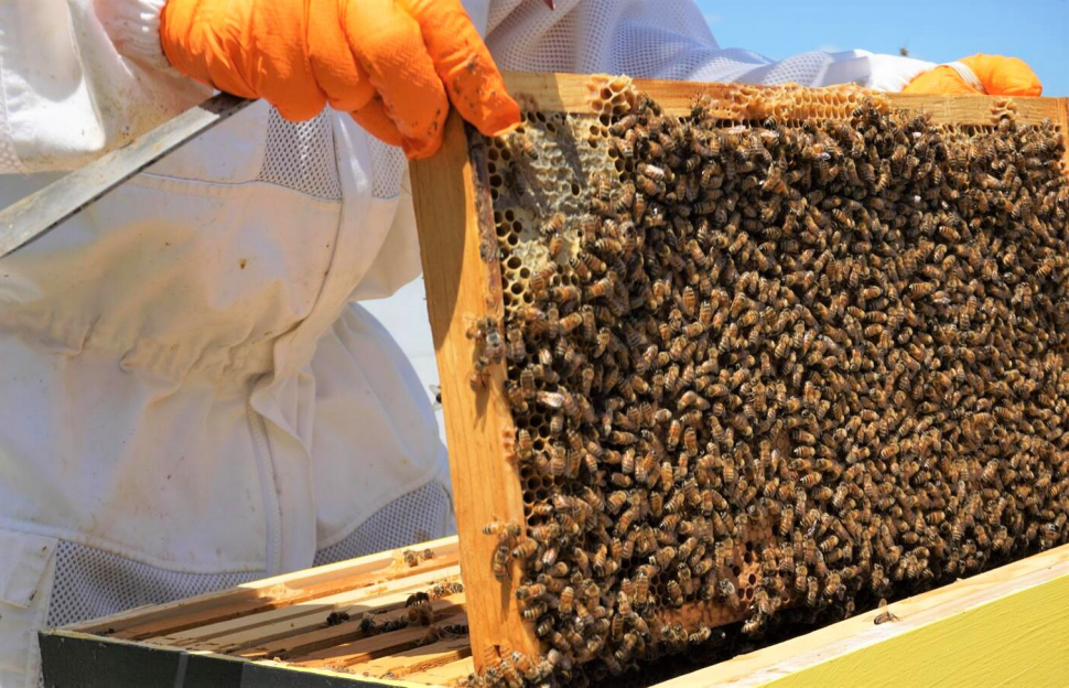 Apicoltura