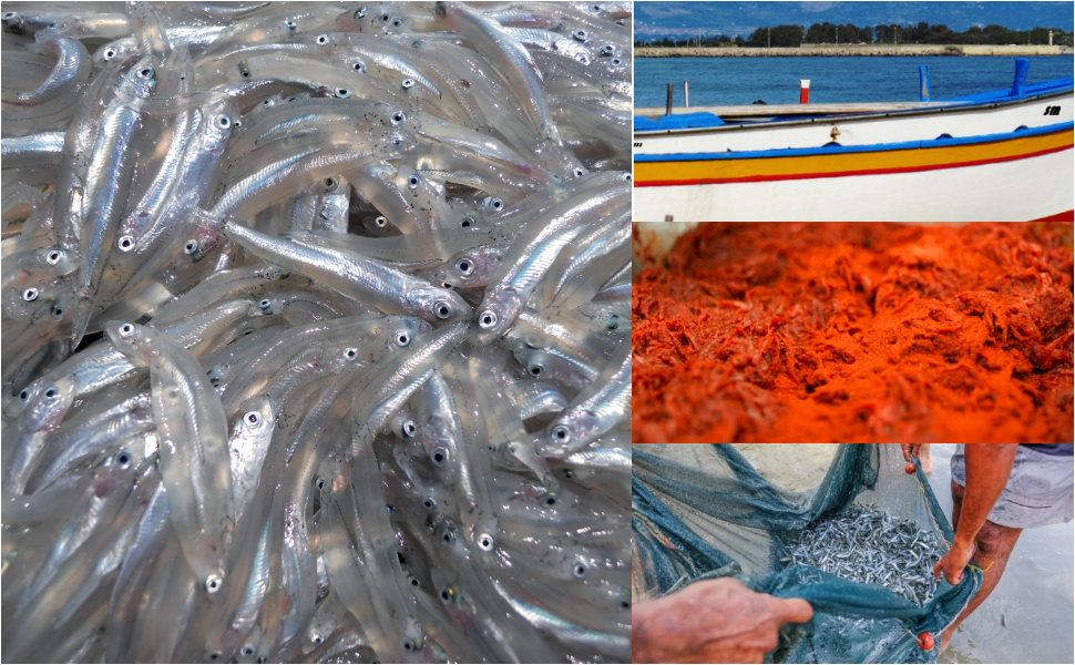 Sardella collage