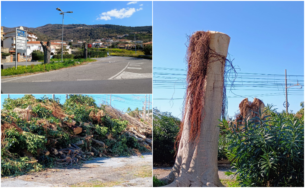 alberi-secolari-bonifati