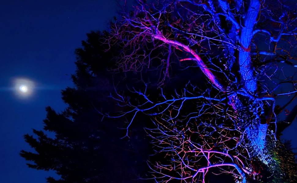 albero noci san fili