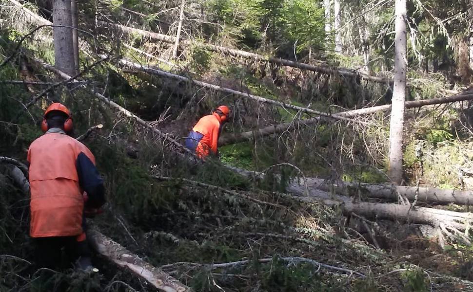 lavoratori forestali