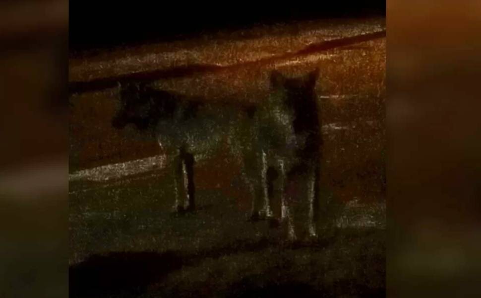 lupi-cittadella regionale