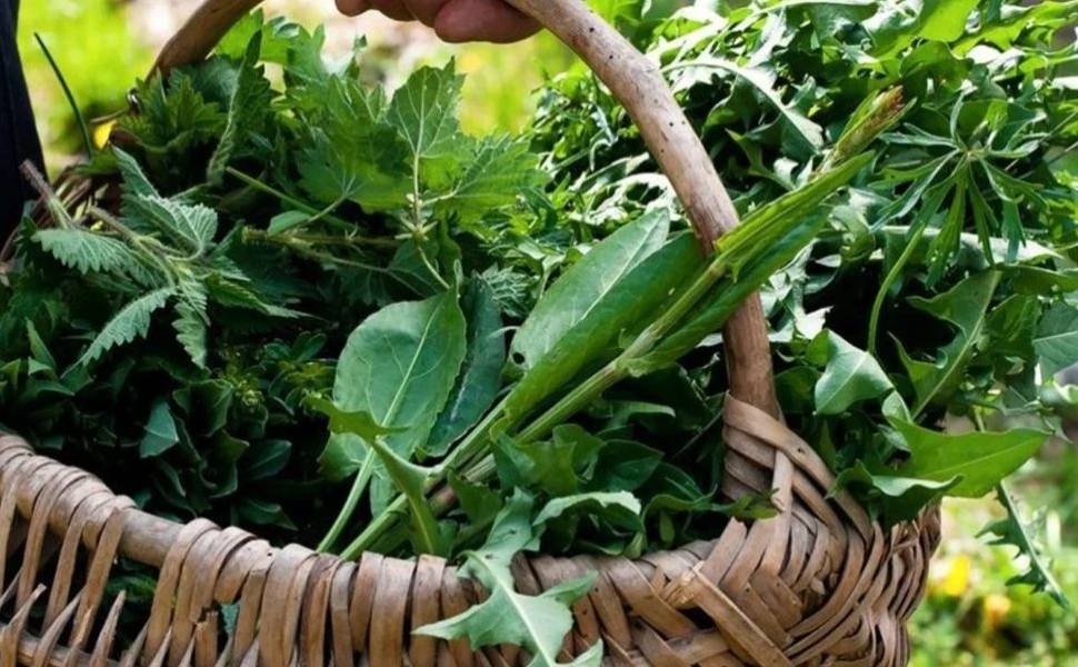 Erbe-spontanee-commestibili