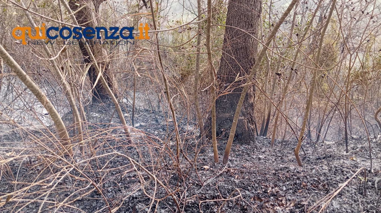 Calabria in fiamme: quasi il 70% degli incendi del 2025 brucia i suoi boschi 51 Incendio Rende Nogiano Santa Maria 14 marzo 2025 7