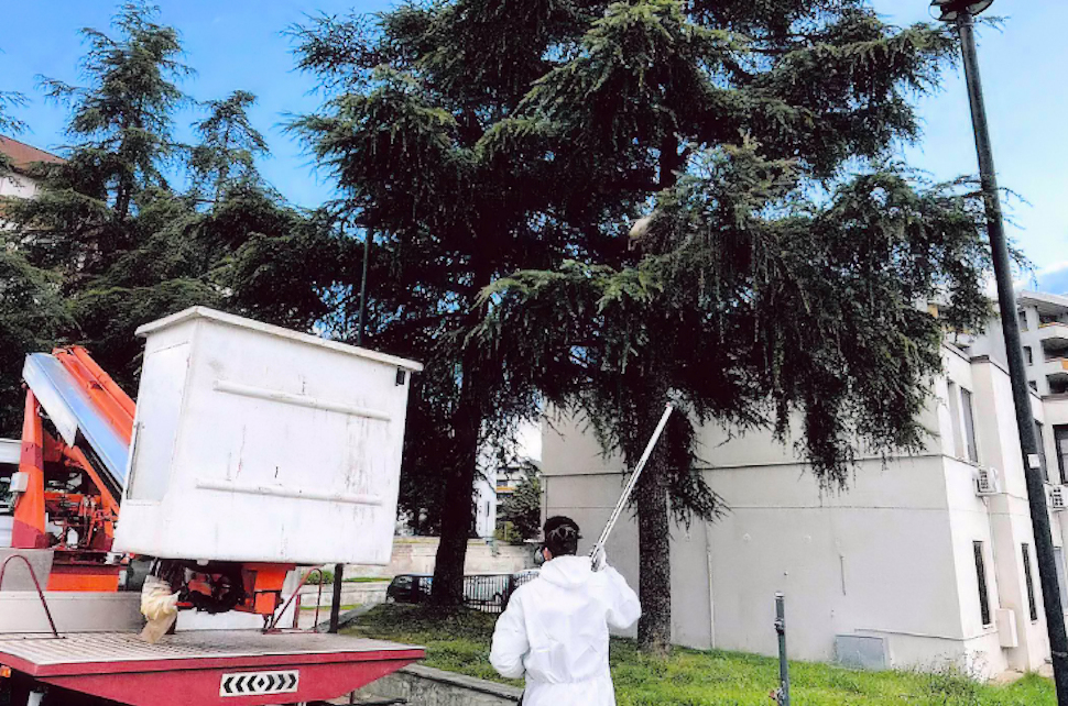 Processionaria Rende 01