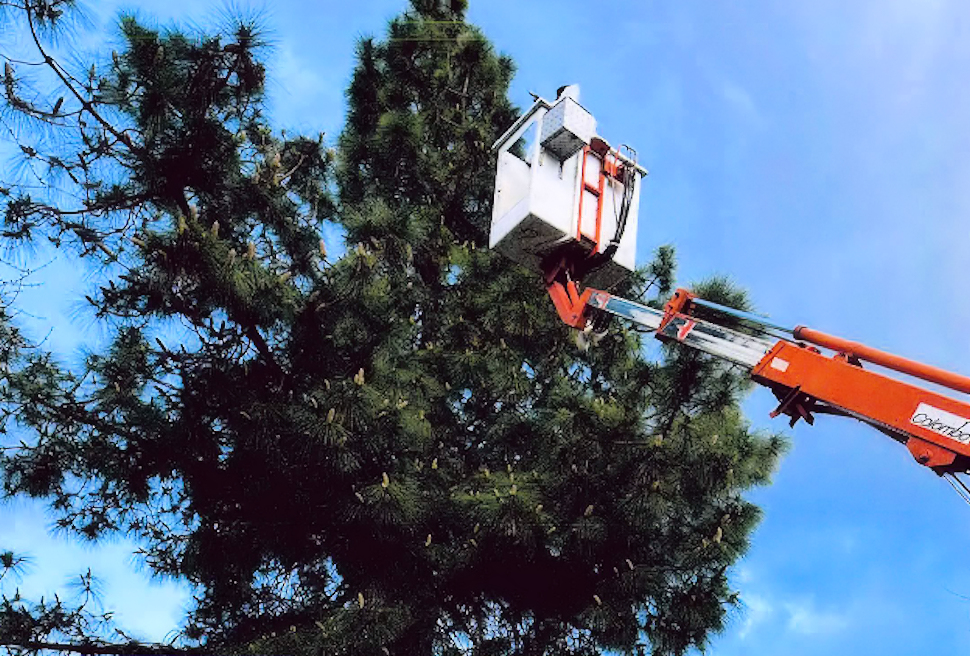 Processionaria Rende 06