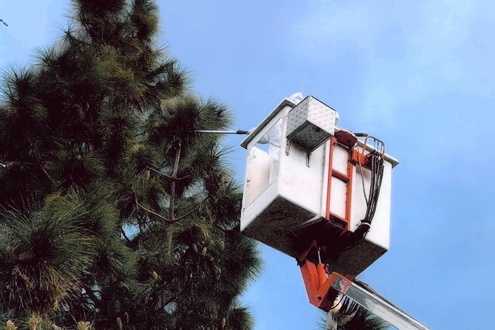 Processionaria Rende 07