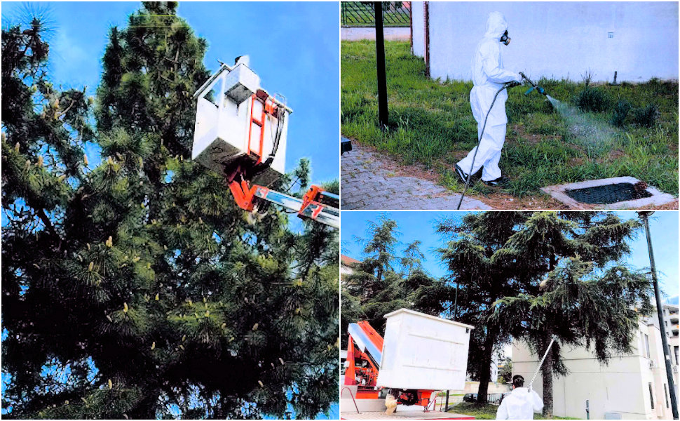 Rende intervento processionaria