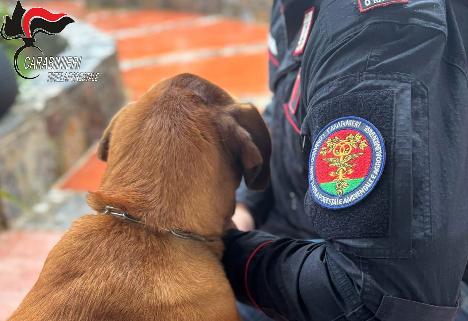 Cani prigionieri tra lamiere e chiodi, blitz dei carabinieri forestali a San Giovanni in Fiore 53 cani repertorio