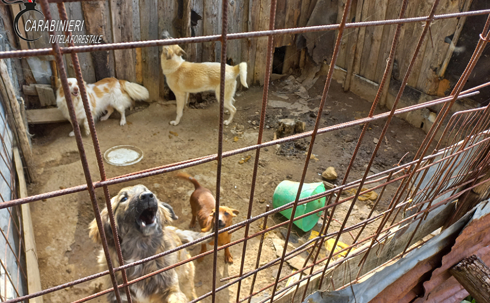 Cani prigionieri tra lamiere e chiodi, blitz dei carabinieri forestali a San Giovanni in Fiore 52 cani san giovanni in fiore 1