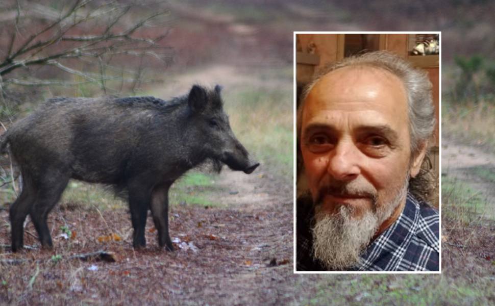 cinghiale - Francesco Iacovo