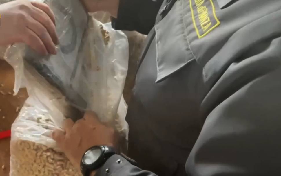 cocaina pellet gioia tauro