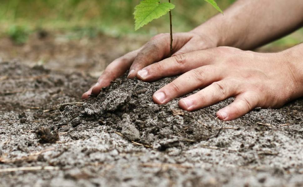 piantumazione albero