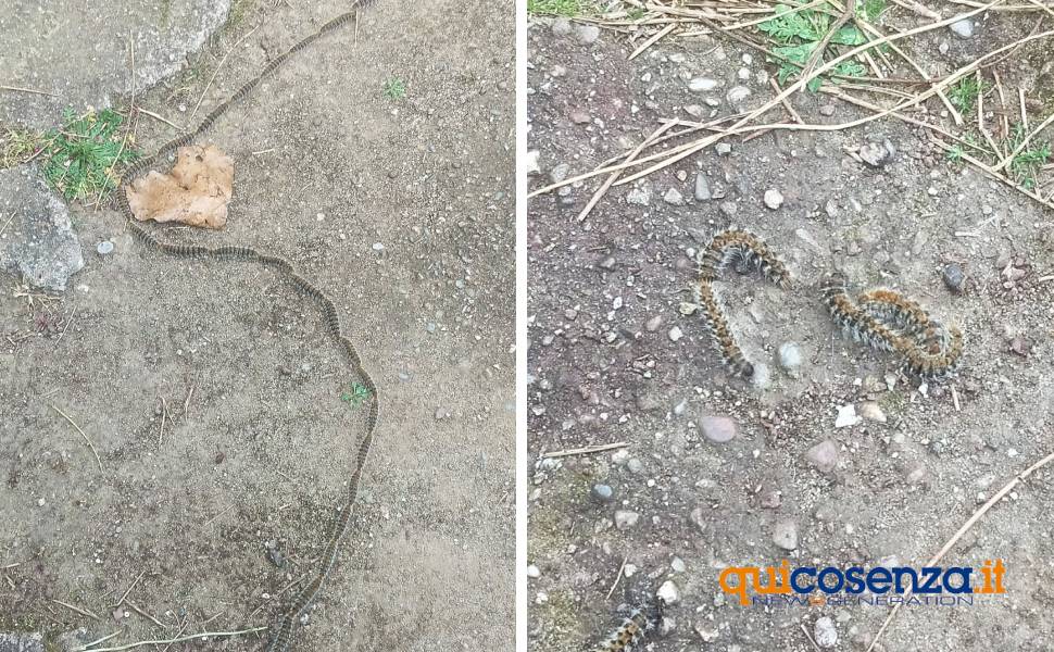 processionaria cosenza viale cosmai