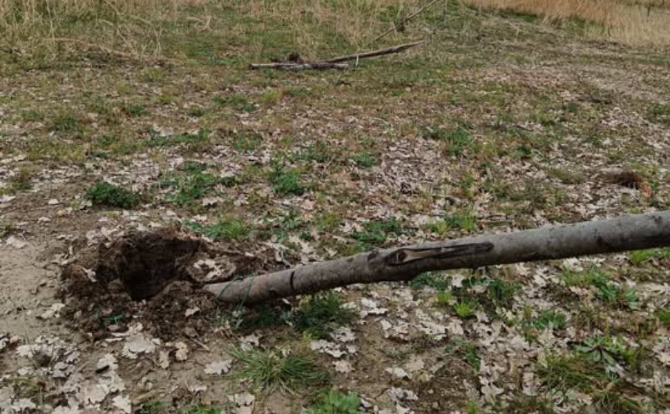 valente azienda furto alberi rota greca