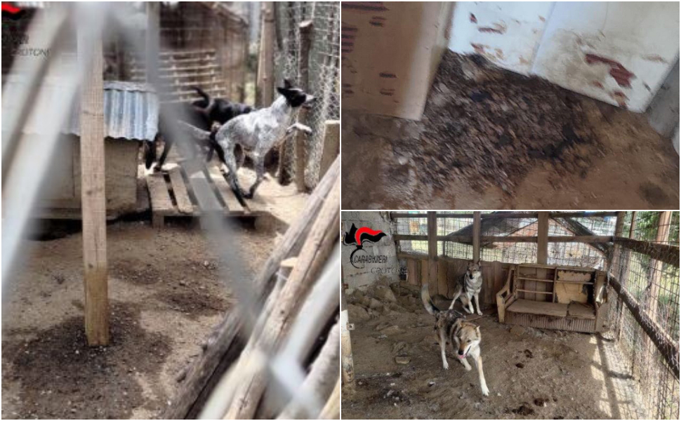 Canile abusivo Crotone