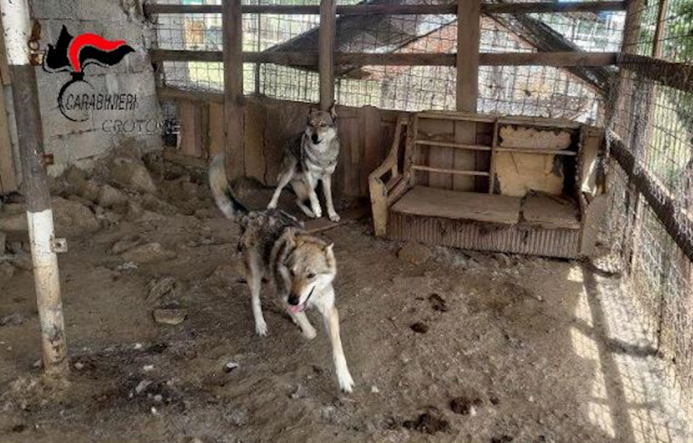 Canile abusivo caccuri