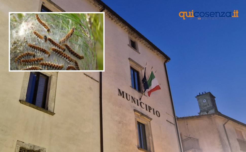 Comune-Municipio-San-fili-processionaria
