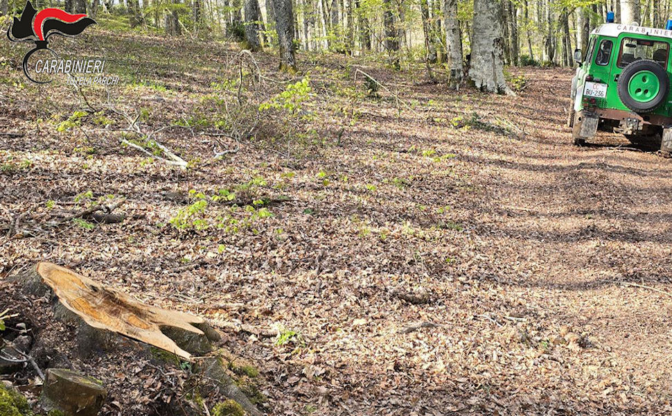 Furto di legna Parco Pollino