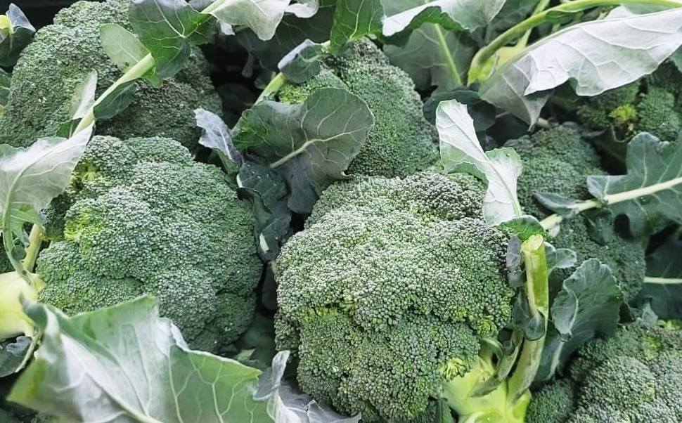 broccoli di rapa