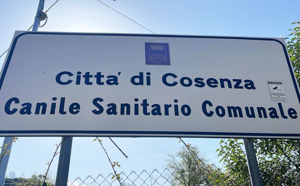 Cosenza: 600mila euro per il canile sanitario di Donnici. Buffone «iniziative per favorire le adozioni» 54 canile sanitario donnici cosenza donnici